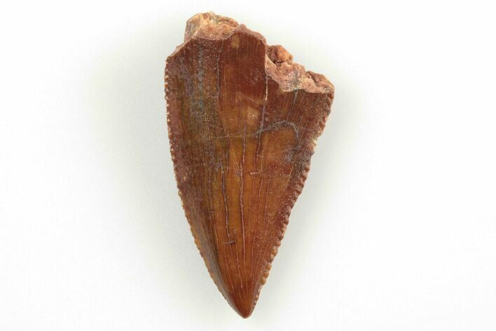 Serrated, Raptor Tooth - Real Dinosaur Tooth #200285